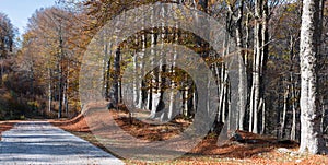 Asphalt road in autumn