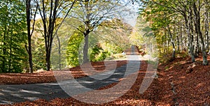 Asphalt road in autumn