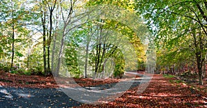 Asphalt road in autumn