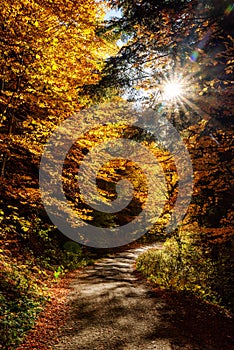 Asphalt road in autumn forest with colorful trees with yellow leaves