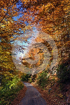 Asfaltová cesta v jesennom lese s farebnými stromami so žltými listami