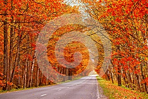 Asphalt road in autumn lane with alder trees tunnel. Beautiful nature landscape. Fall season