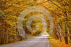 Asphalt road in autumn lane with alder trees tunnel. Beautiful nature landscape. Fall season. Rows of trees lining long empty path