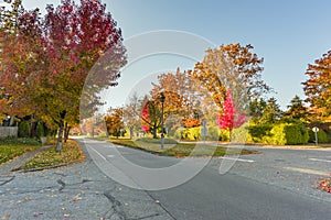 Asphalt road in an autumn street with trees and fallen leaves al