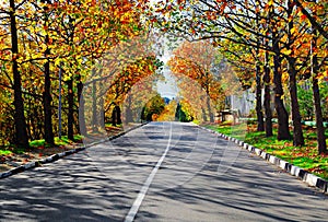 Asphalt road and autumn trees