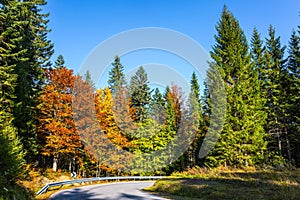 Asphalt road among autumn trees