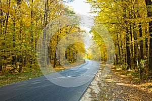 Asphalt road through the autumn yellow forest