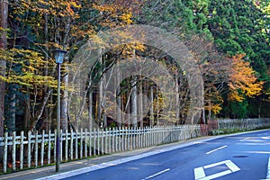 Asphalt road with beautiful japanese maple trees in autumn season in Koyasan, Japan