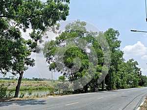 Asphalt road, Big trees along the way blue sky with white cloud environment nature background