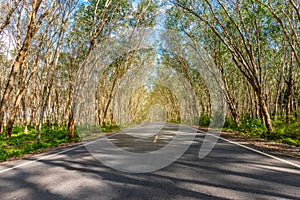 Asphalt road blurre green leaf of tree tunnel sky background