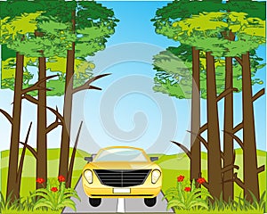 Asphalt road and car amongst green wood