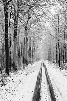 Asphalt road covered with snow leading through the forest. Winter scenery shown in black and white.