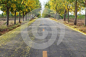 The asphalt road is covered with yellow flower petals and the Cassia fistula or Golden shower tree with flowers blooming