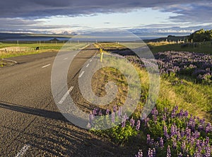 Asphalt road curve to the sea shore coast through rural northern landscape with green grass and purple lupine Lupinus perennis f