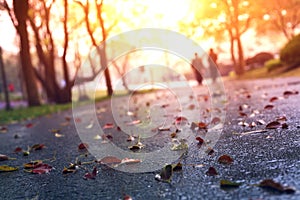 Asphalt road and deciduous