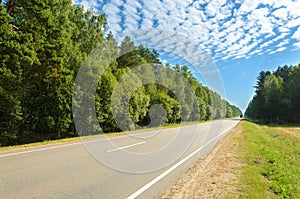 Asphalt road through deciduous forest