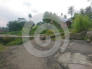 Asphalt road on the edge of the rice fields