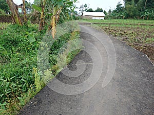 Asphalt road on the edge of the rice fields