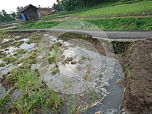 Asphalt road on the edge of the rice fields