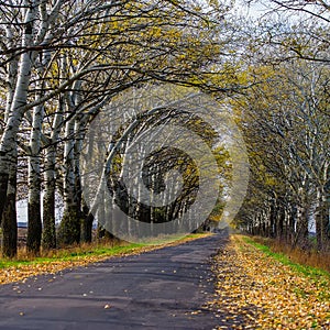 Asphalt road and fallen autumn leaves of aspen trees