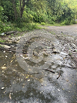 asphalt road with fallen leaves