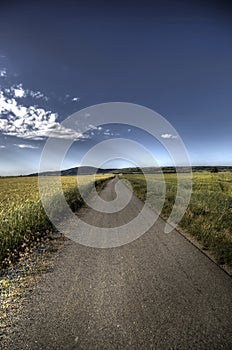 Asphalt road through field