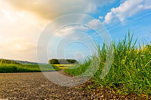 Asphalt road through the field