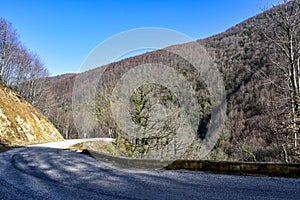 Asphalt road in the forest