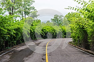 Asphalt road in forest at national park.