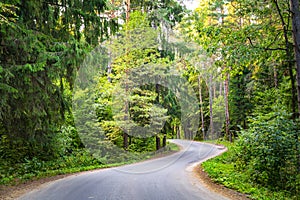 Asphalt road forest pine trees