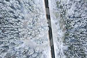 Asphalt road in forest. pine trees in forest covered with snow. winter landscape