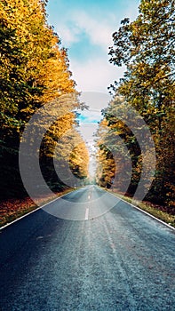 Asphalt road in the forest, stretching into the distance between trees covered with yellow and green leaves on an autumn day