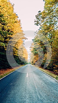 Asphalt road in the forest, stretching into the distance between trees covered with yellow and green leaves on an autumn day