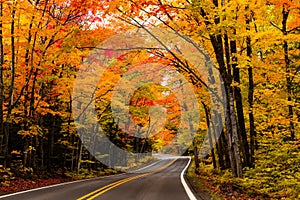 Asphalt road, forest trail going through a mesmerizing forest in fall colors, autumn foliage