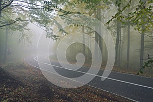 An asphalt road that goes through a misty dark misterious pine f