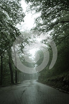 An asphalt road that goes through a misty dark misterious pine forest. Narrow road Montenegro and green trees