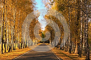 Asphalt road in golden autumn forest. Rows of birches along the road. Colorful vibrant treed corridor landscape during the autumn