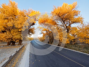 Asphalt road in golden populus euphratica trees in early morning, Ejina in the autumn.