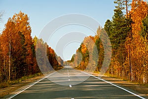 Asphalt road with intermittent dividing strip along the autumn forest