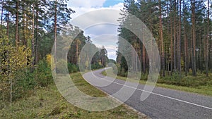 An asphalt road with markings and grassy shoulders winds through a pine forest. Young trees grow along the edges. The foliage has