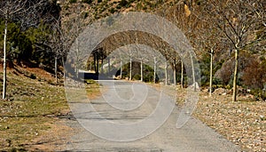 an asphalt road in the middle of the countryside with two tree lines without leaves at both sides of the road without vehicles an