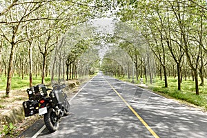 .Asphalt road in the middle of rubber trees