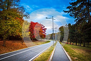 Asphalt road in the park with colorful trees in autumn