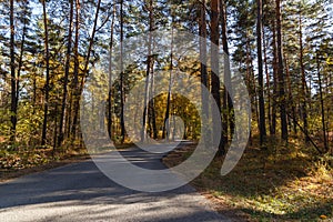 An asphalt road passing through the autumn forest. Tall pines