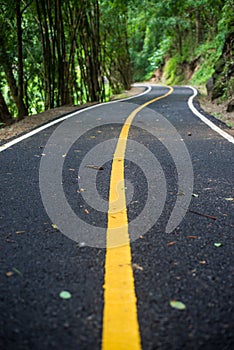 Asphalt road pavement at national park Chiang mai