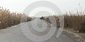 Asphalt road in the reeds