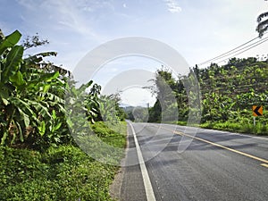 Asphalt road with road markings among the jungle and banana landings