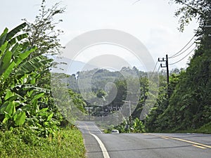 Asphalt road with road markings among the jungle and banana landings, Thailand