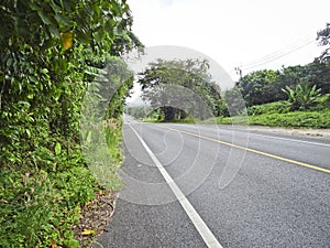 Asphalt road with road markings among the jungle and banana landings, Thailand