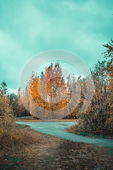 Asphalt road for running along the autumn forest